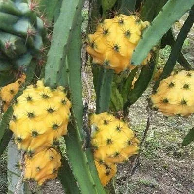 Hylocereus megalanthus (Yellow Pitaya)