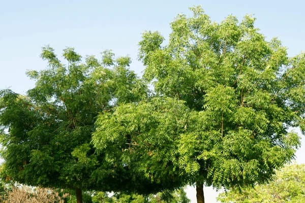 Indian Neem (Azadirachta indica var. indica)