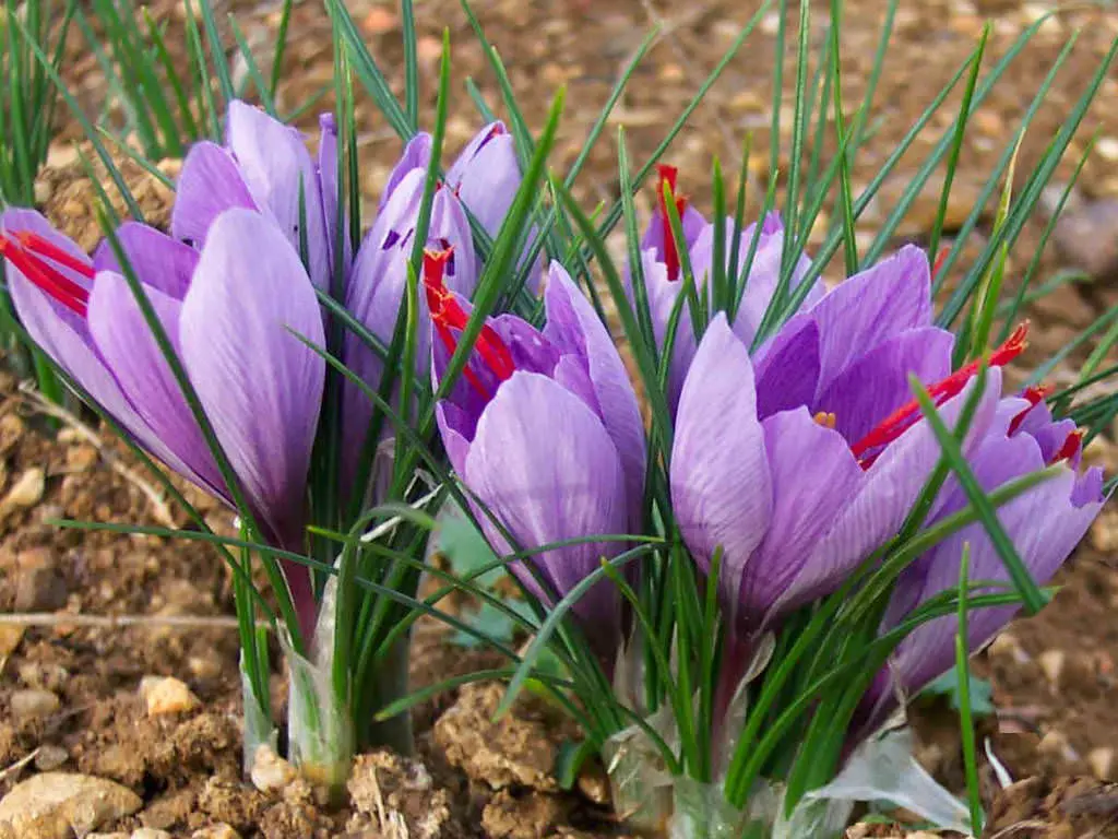 Iranian Saffron Crocus flower