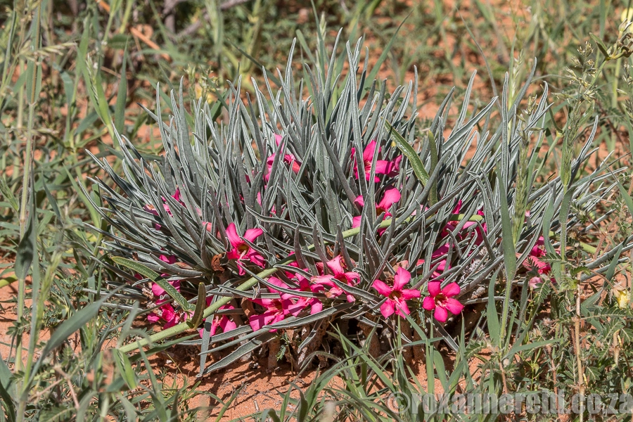 Kalahari