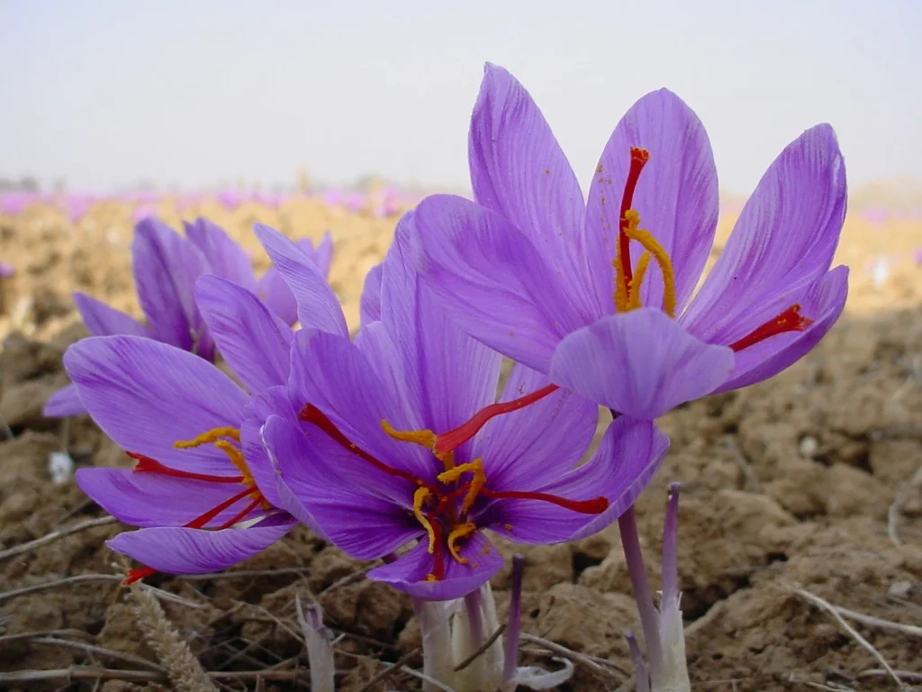 Kashmiri Saffron Crocus flower