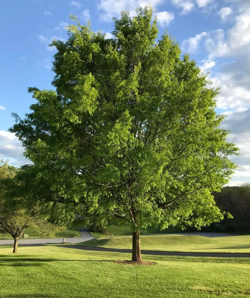 Lacebark Elm (Ulmus parvifolia)