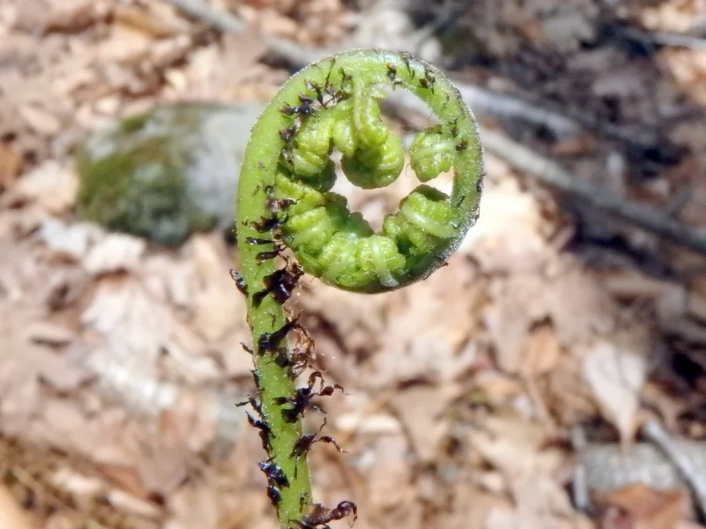 Lady Fern (Athyrium filix-femina)