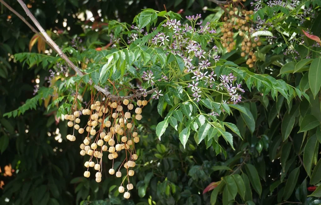 Melia Azedarach (Persian Lilac)