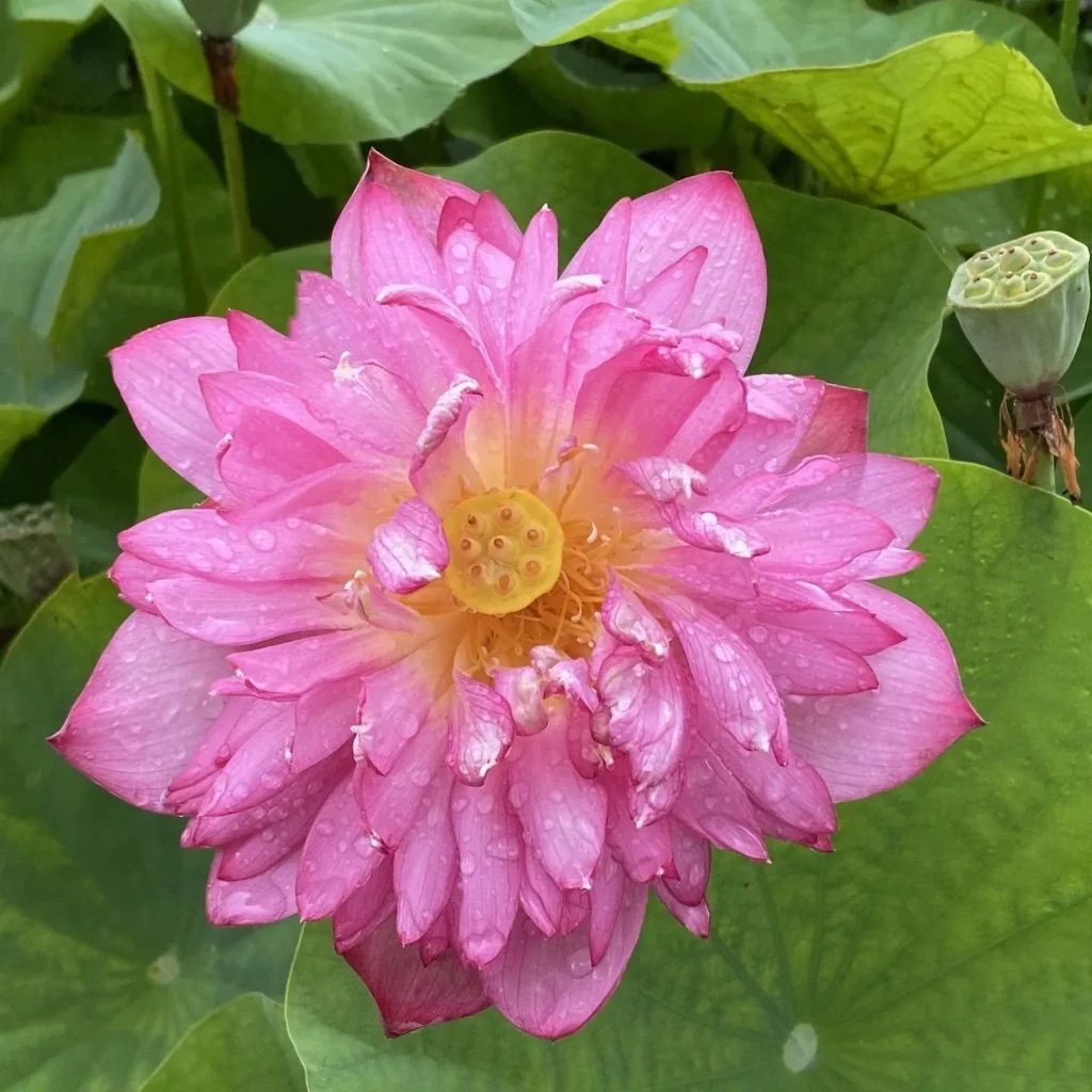 Momo Botan Lotus (Nelumbo nucifera 'Momo Botan')