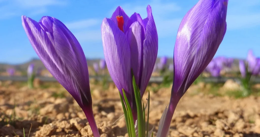 Moroccan Saffron Crocus