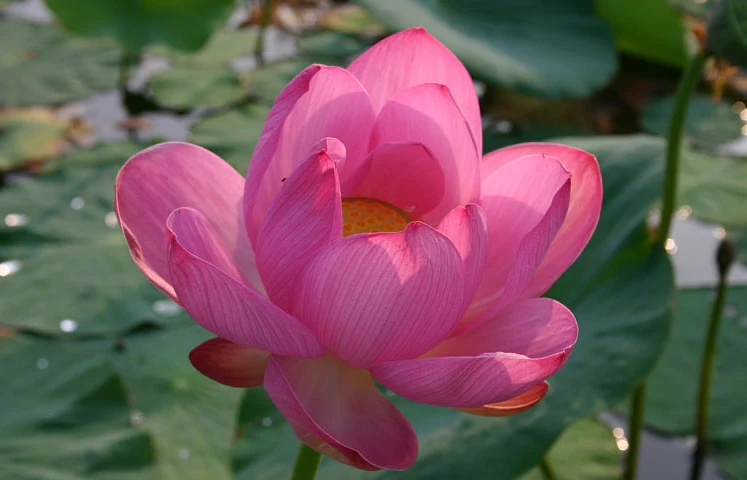 Pink Lotus (Nelumbo nucifera 'Pink')