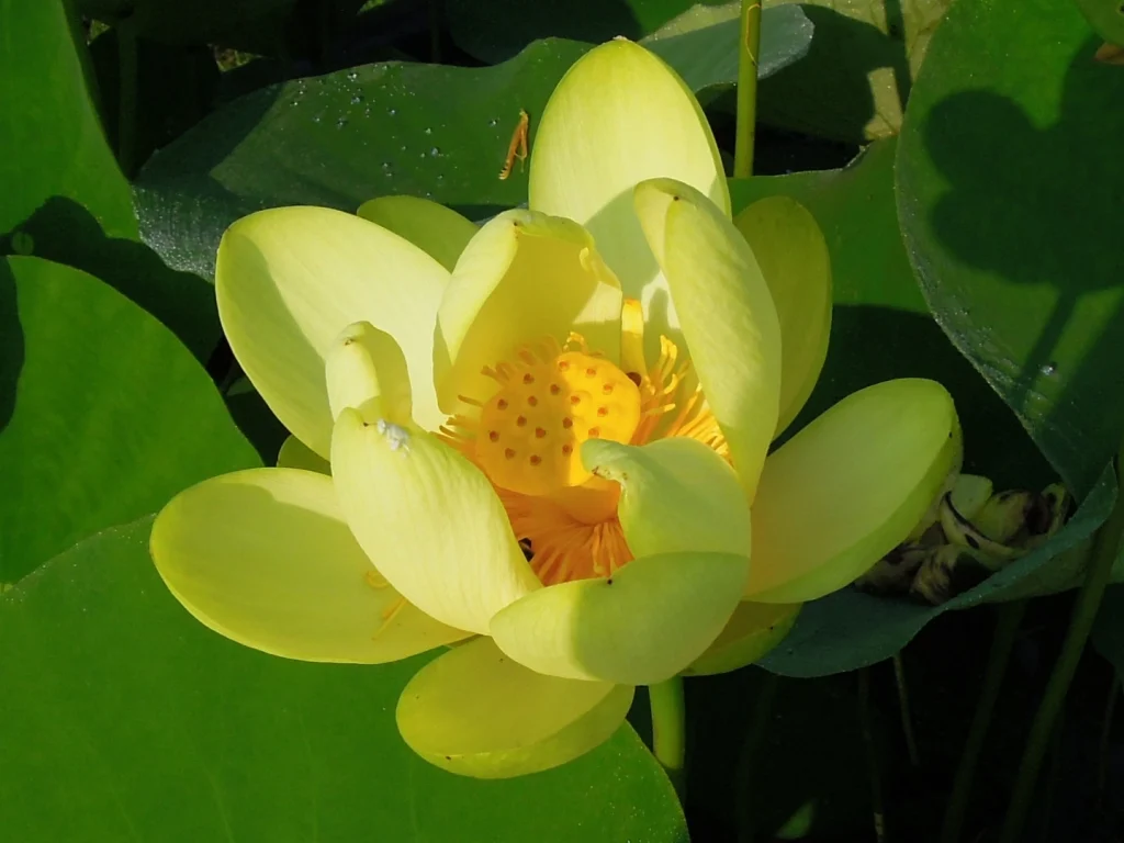 Yellow Lotus (Nelumbo lutea)