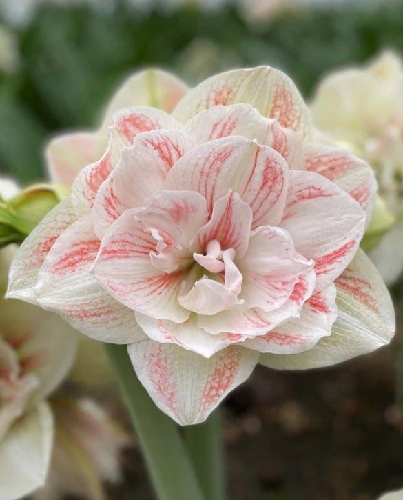 Hippeastrum 'Nymph'