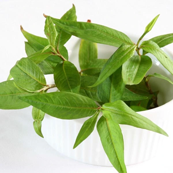 Vietnamese Coriander (Persicaria odorata)