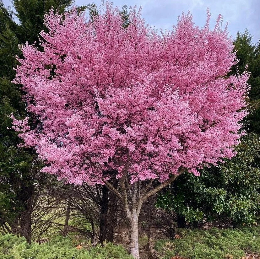 Okame Cherry (Prunus 'Okame')