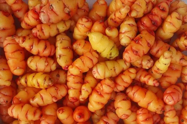 Orange Oca