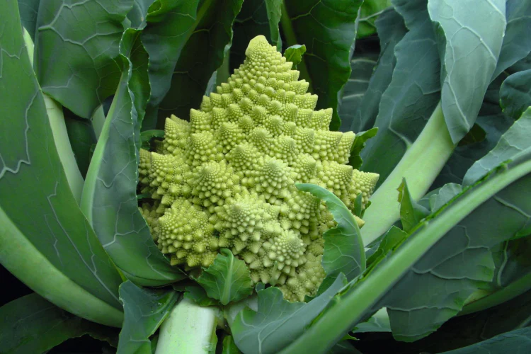 Organic Romanesco