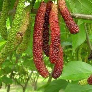 Pakistan Mulberry (Morus macroura var. Pakistan)