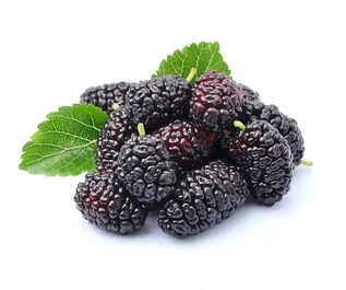 Persian Mulberry