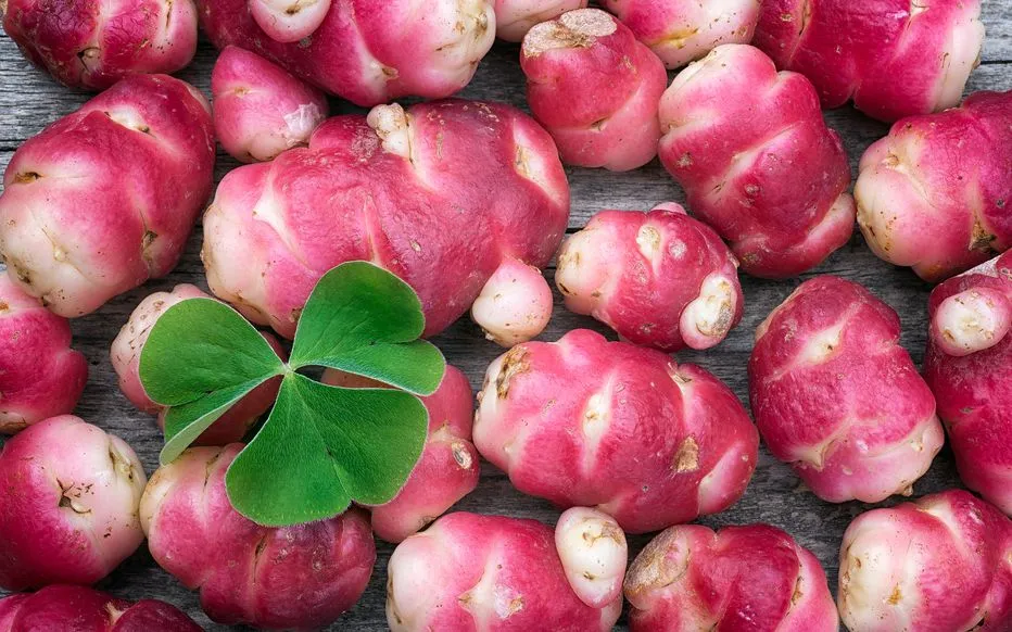 Pink Oca