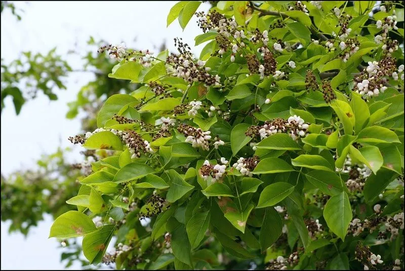 Pongamia Pinnata (Karanja Tree)