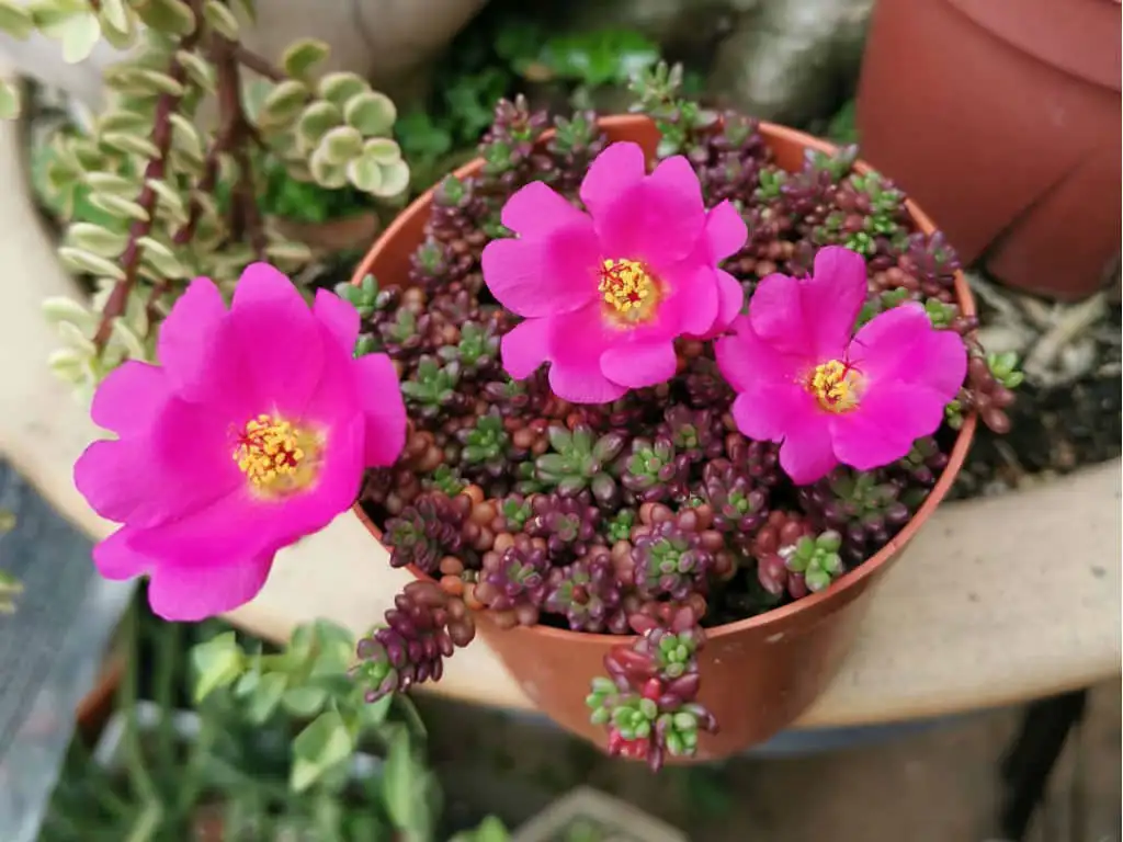 Portulaca gilliesii