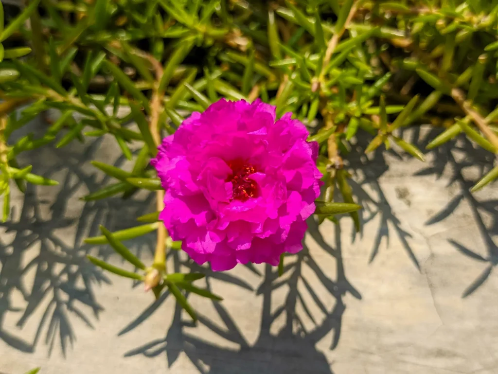 Portulaca grandiflora