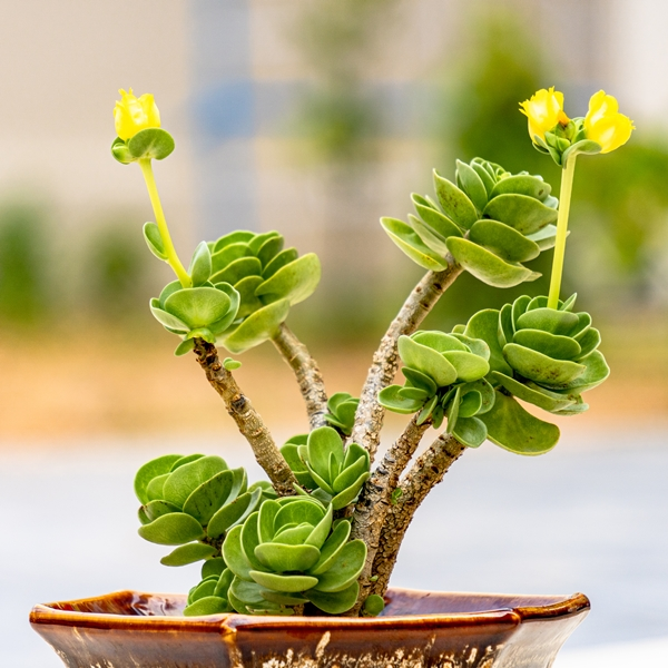 Portulaca molokiniensis