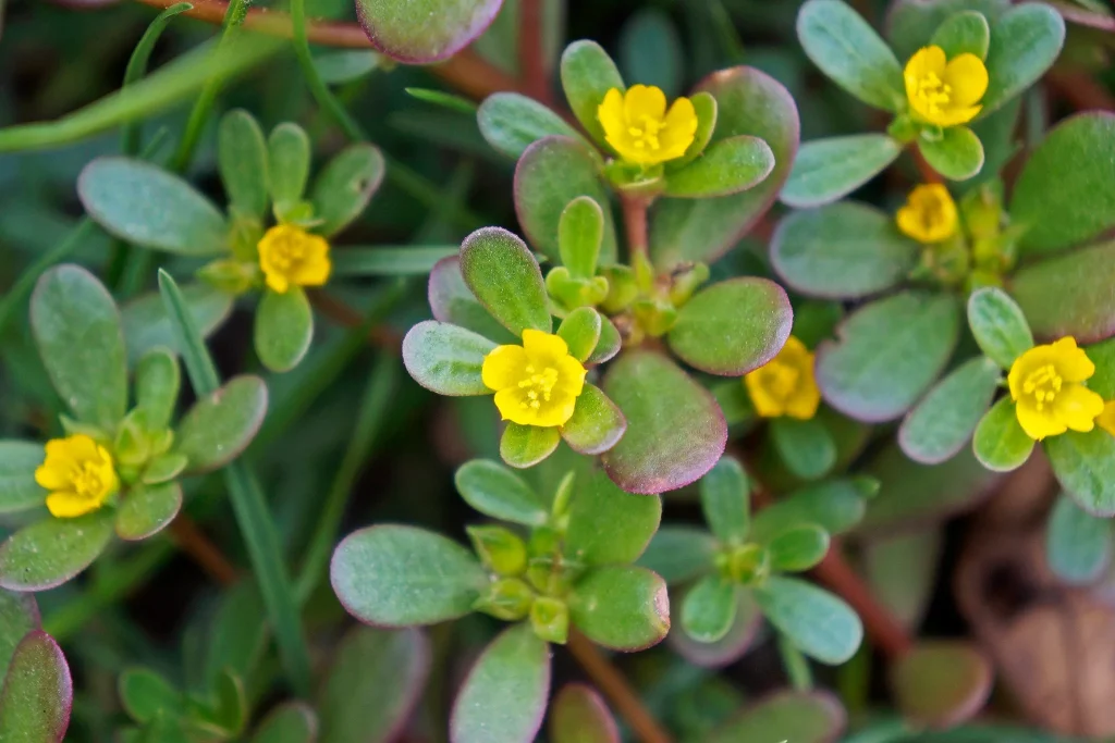 Portulaca oleracea