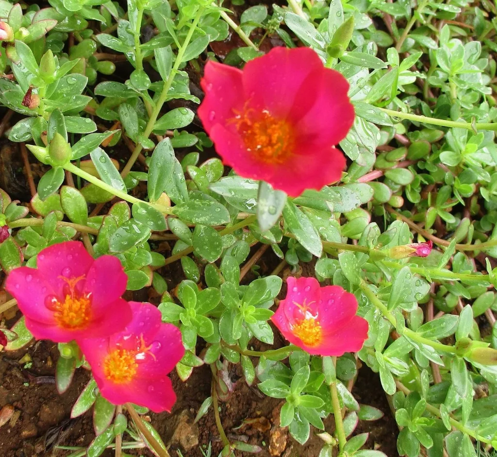 Portulaca umbraticola