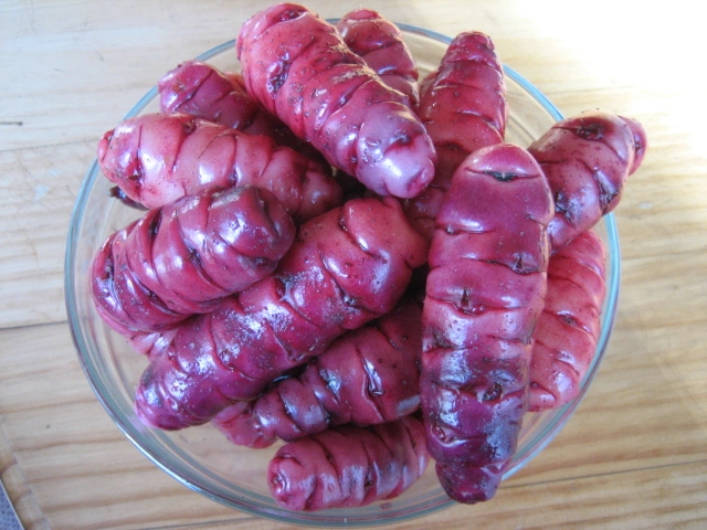 Purple Oca