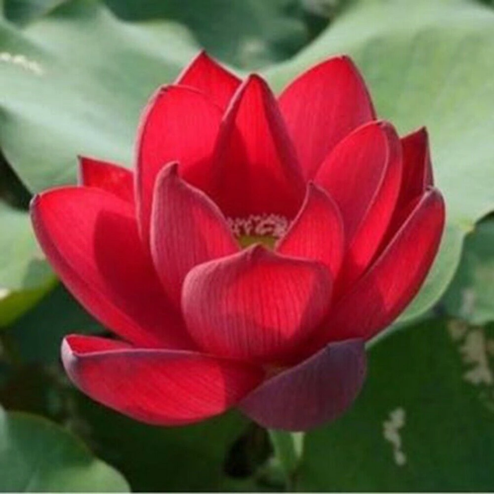 Red Lotus (Nelumbo nucifera 'Rubra')