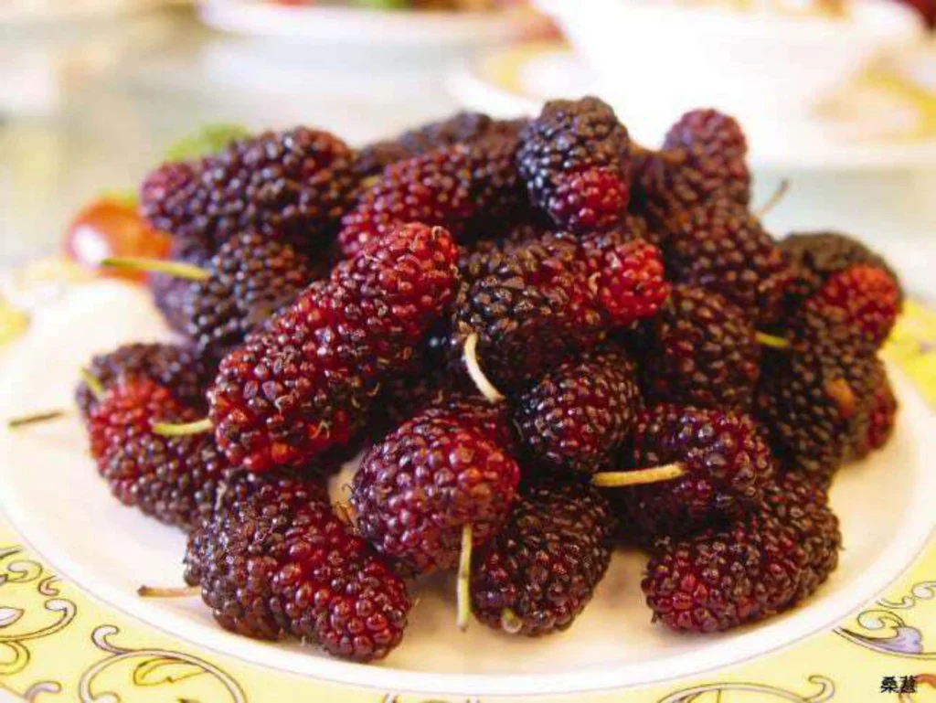 Red Mulberry (Morus rubra)