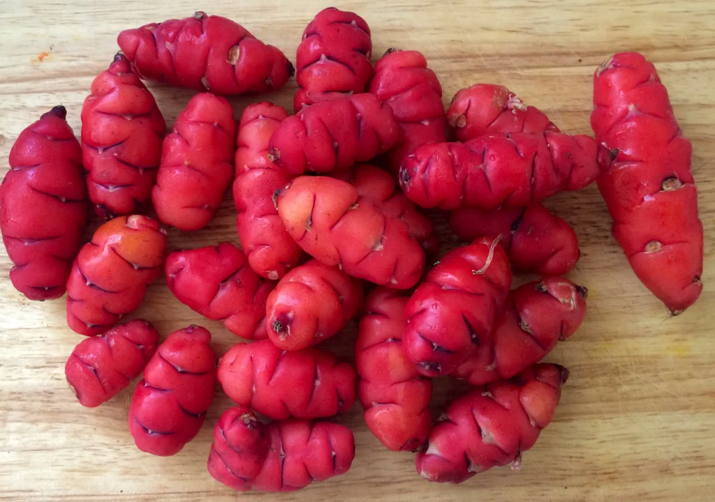 Red Oca