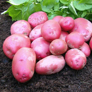 Red Bur Ka Potato