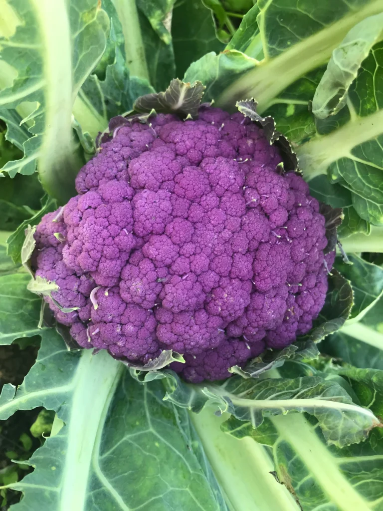 Romanesco Cauliflower