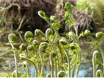 Royal Fern (Osmunda regalis)