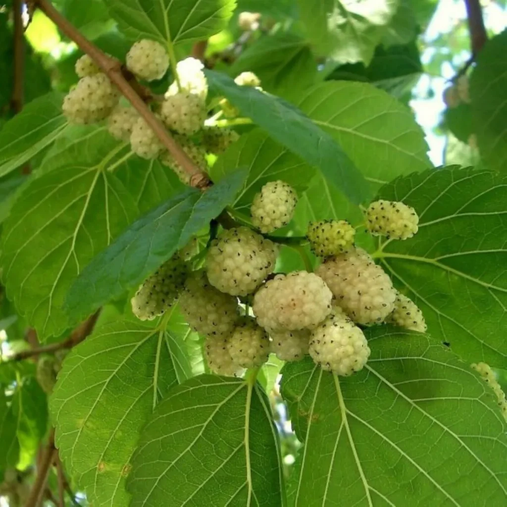 Russian Mulberry