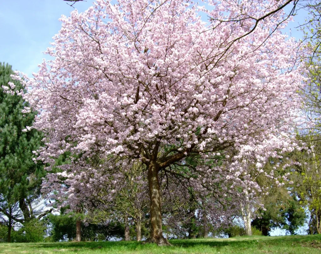 Sargent's Cherry (Prunus sargentii)