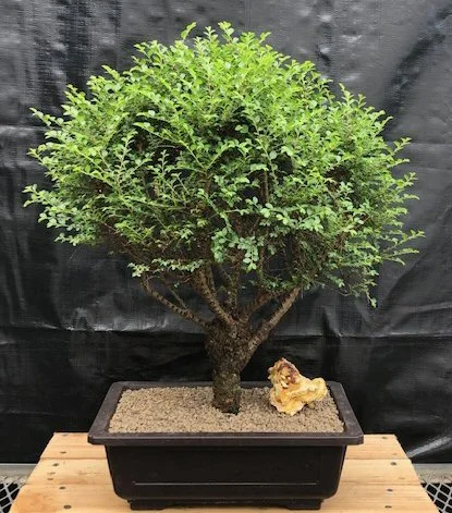 Seiju Chinese Elm (Ulmus parvifolia 'Seiju')