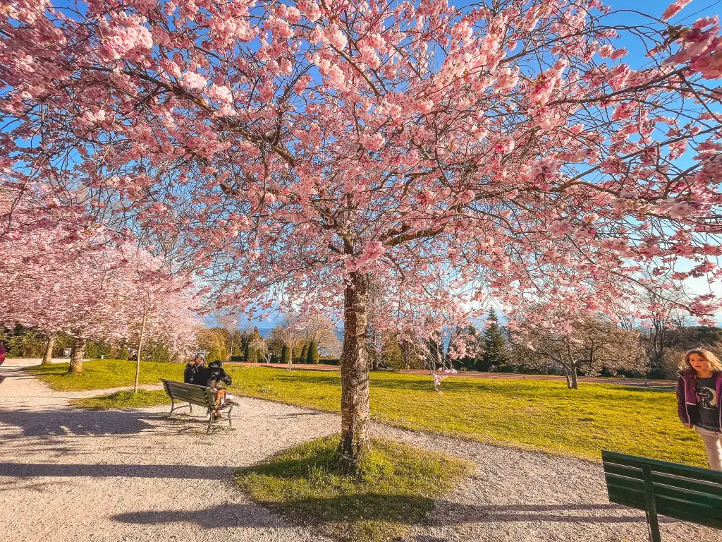 Shirofugen Cherry (Prunus serrulata 'Shirofugen')