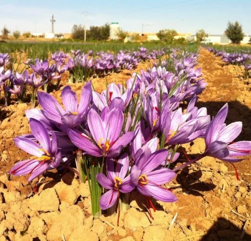 Spanish Saffron Crocus flower