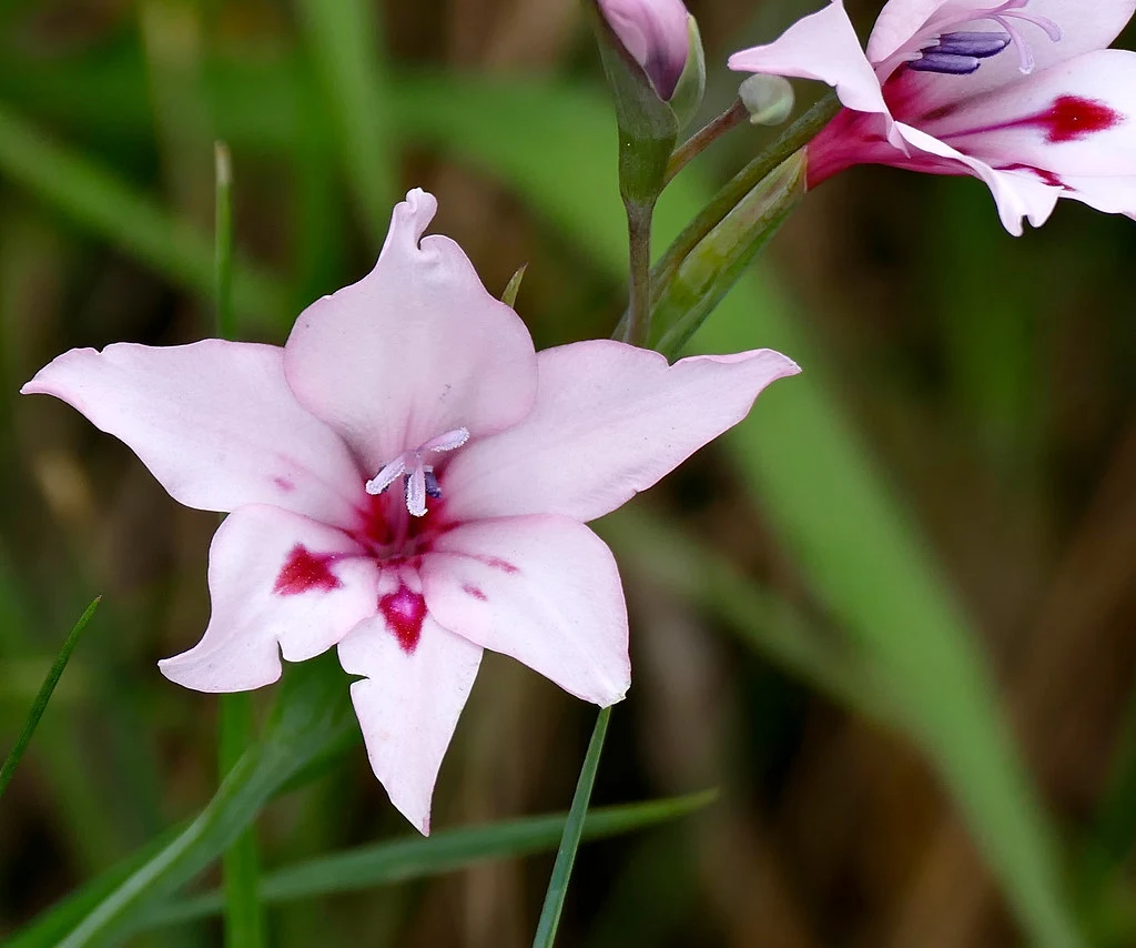 Species Gladiolus