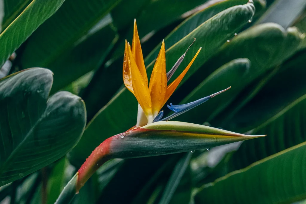 Strelitzia reginae