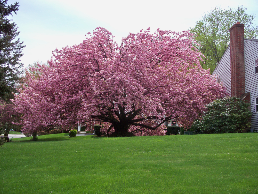 Takesimensis Cherry (Prunus takesimensis)