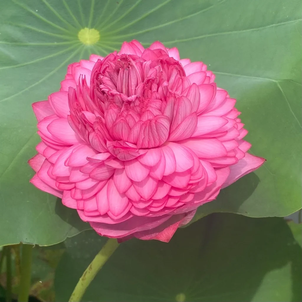 Thousand Petals Lotus (Nelumbo nucifera 'Qianban Lianhua')