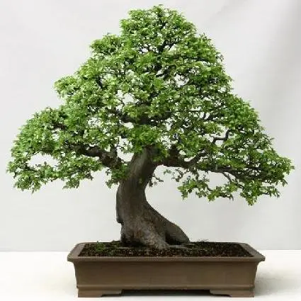 True Green Chinese Elm