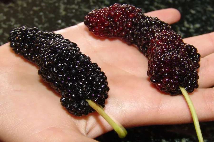 Turkish Mulberry