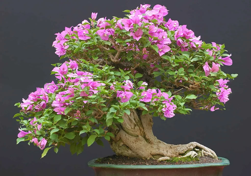 The Charm of the Chinese Elm Bonsai