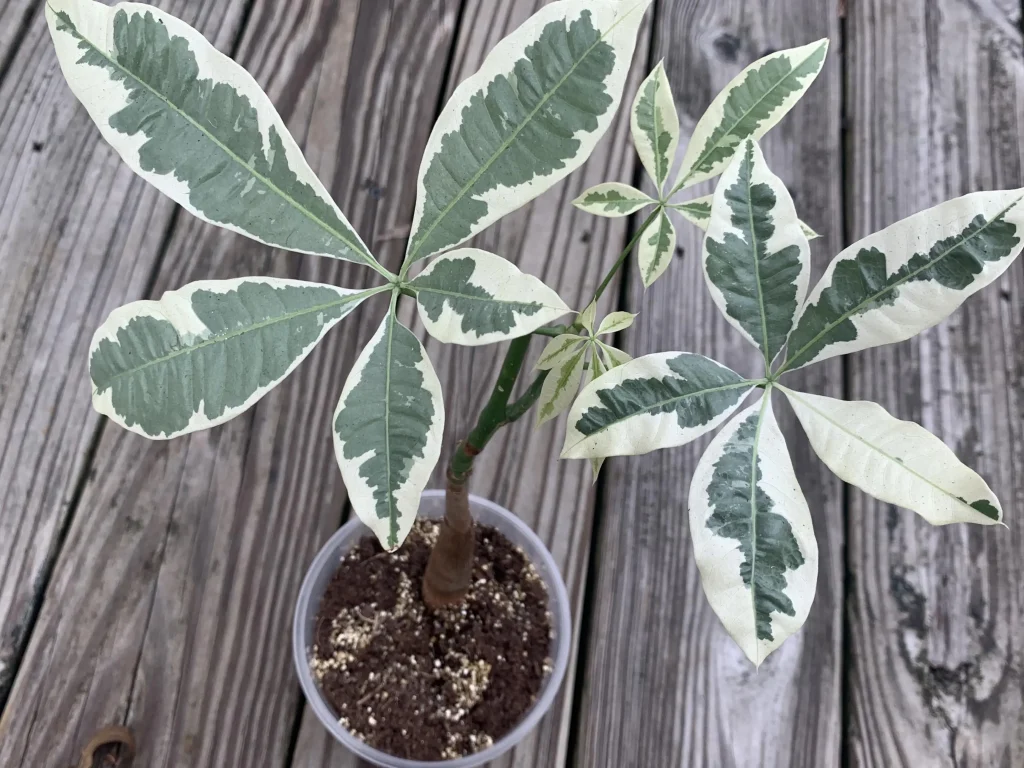 Variegated Money Tree