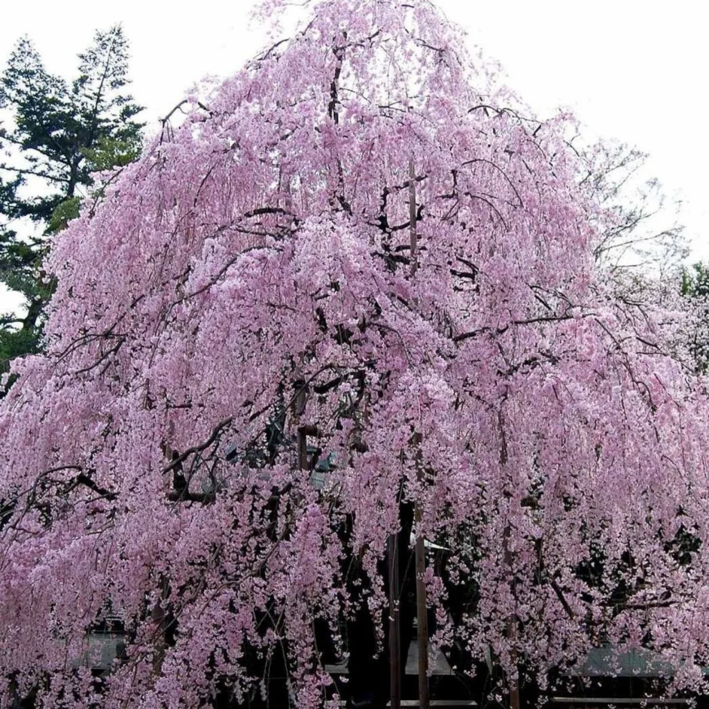 Weeping Cherry (Prunus subhirtella 'Pendula')