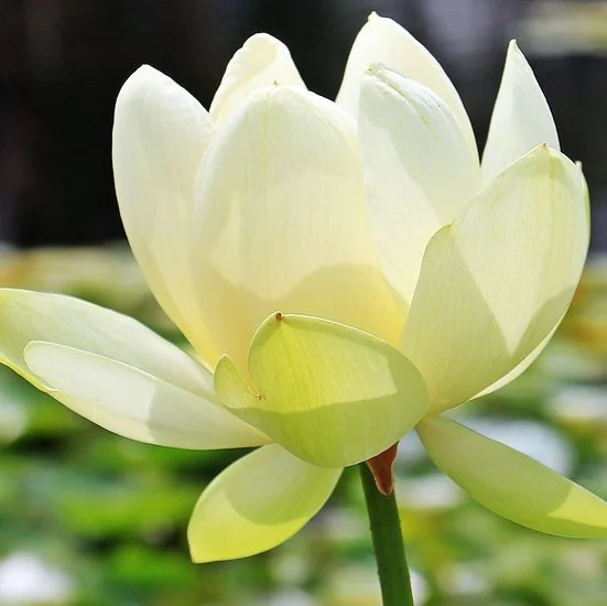 White Lotus (Nelumbo nucifera 'Alba')