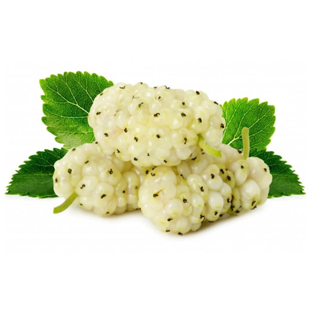 White Mulberry (Morus alba)