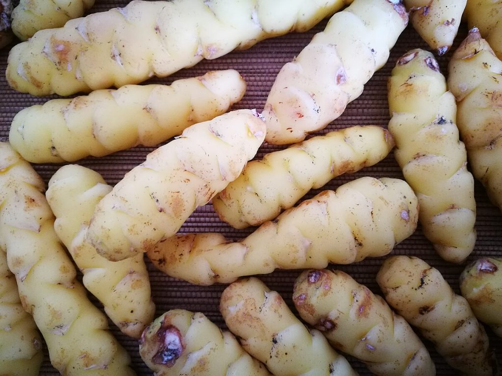 White Oca